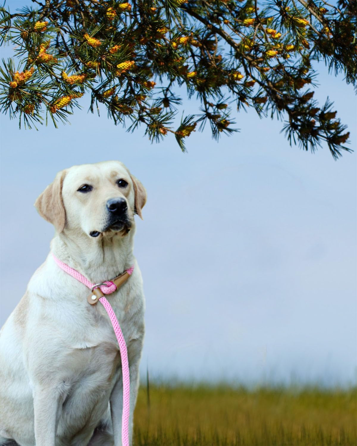 Slip Lead Dog Leash, 8 FT X 1/2" Heavy Duty Dog Loop Leashes, Comfortable Strong Rope Slip Leash for Dogs