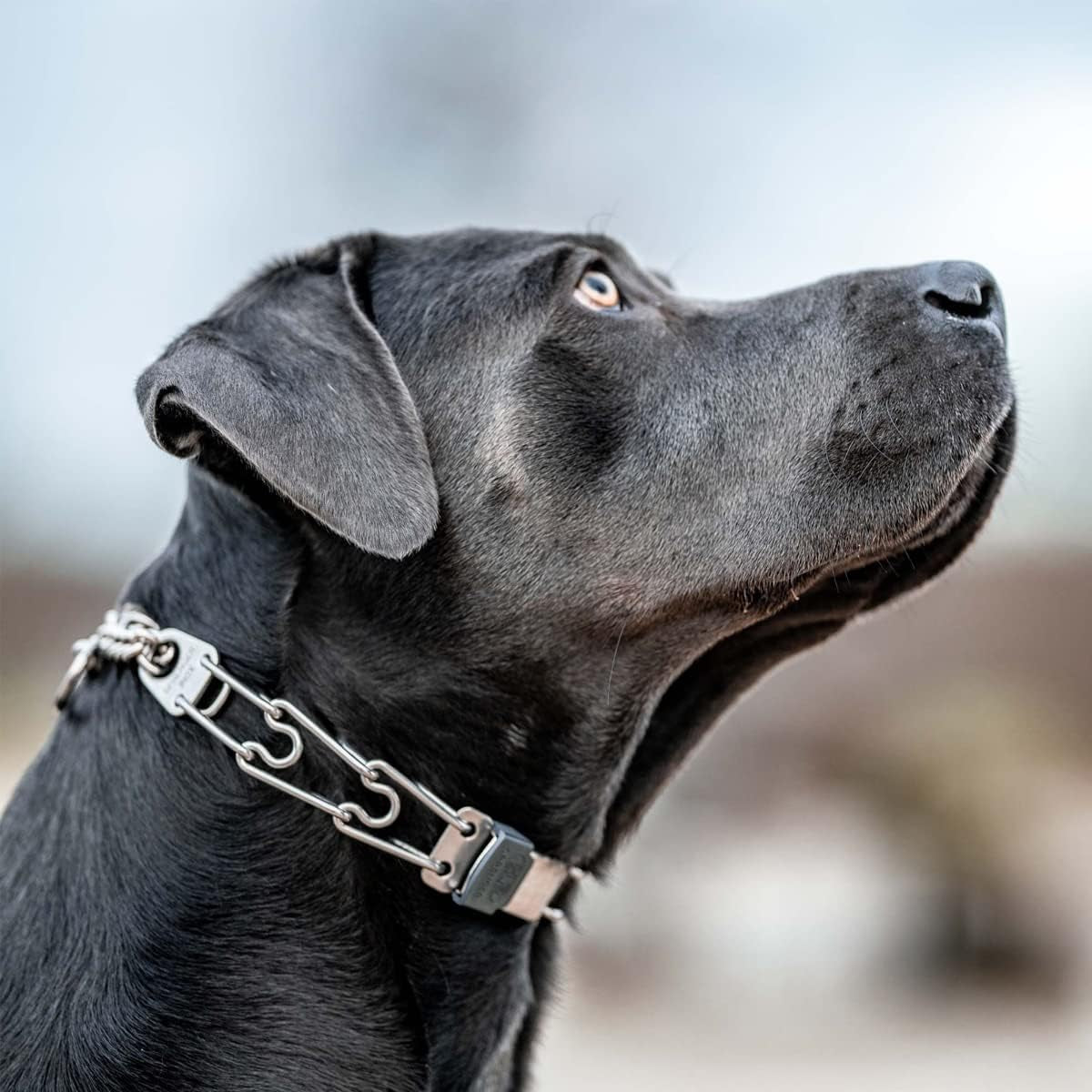 Cliclock Fastener Stainless Steel Buckle for Prong Dog Training Collar & Quick Release with Easy Buckle for Small Medium Large Dogs (2.25Mm)